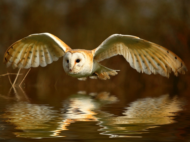 Barn Owl Reflection